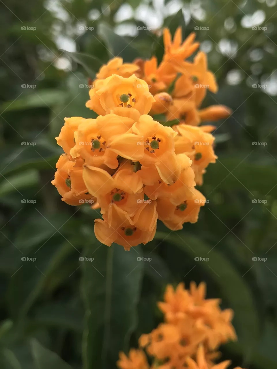 Beautiful flowers photo taken by me.