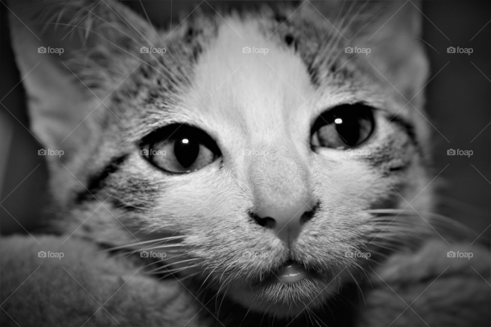 very cute small tabby and white kitten close up picture in black and white