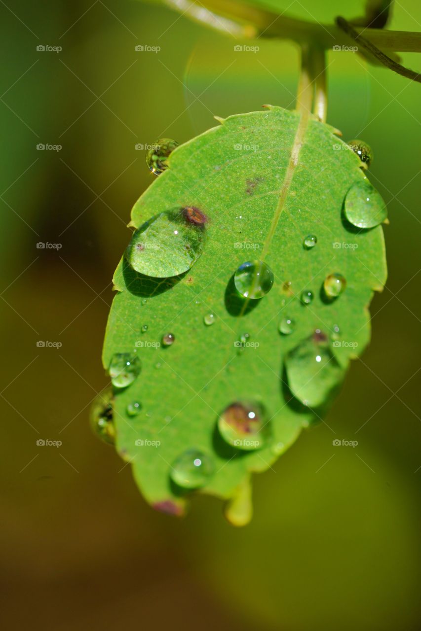 water droplets