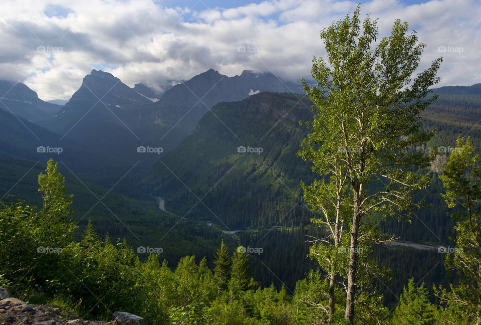 green nature mountain tree by arizphotog