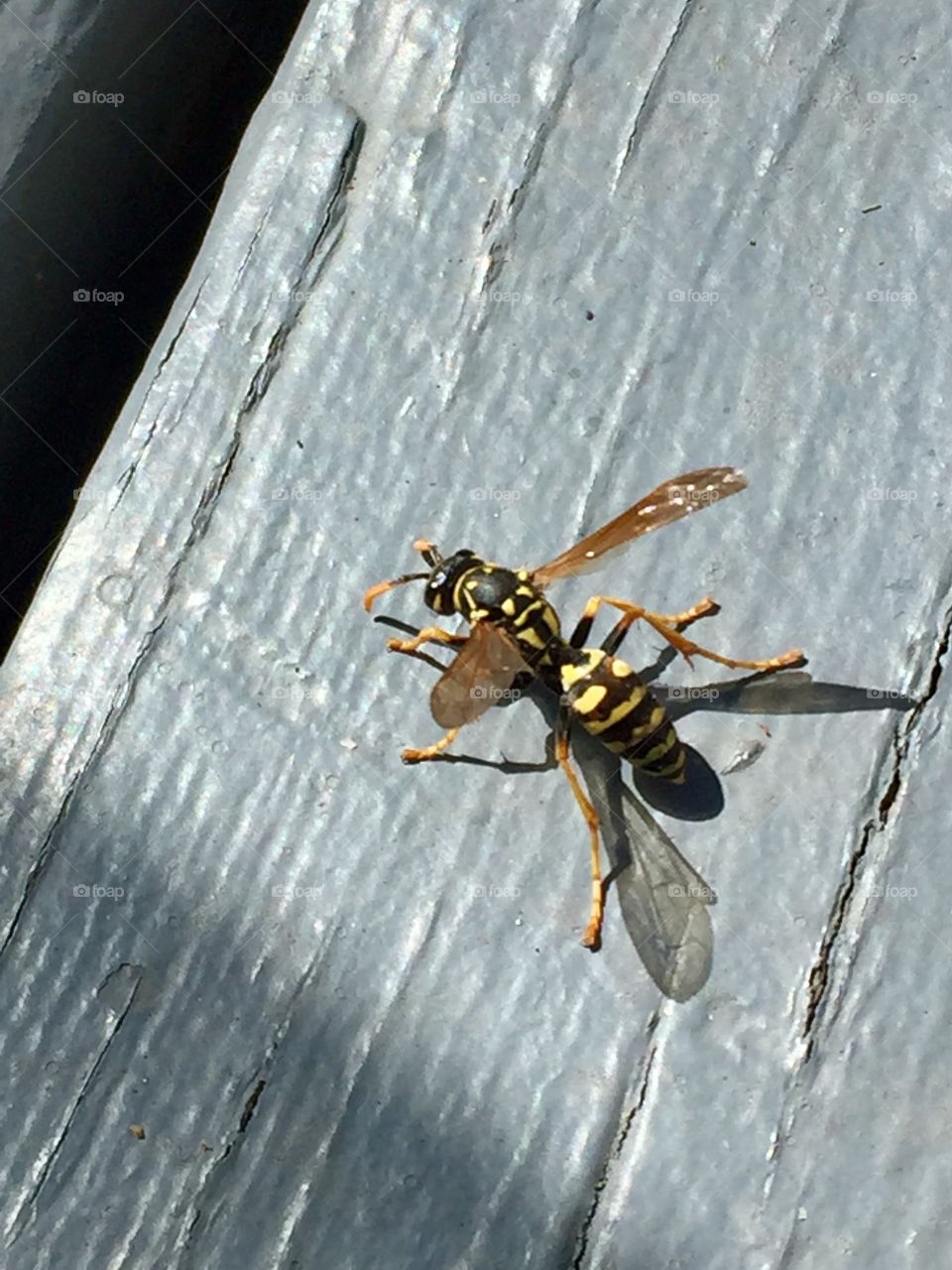 Wasp 