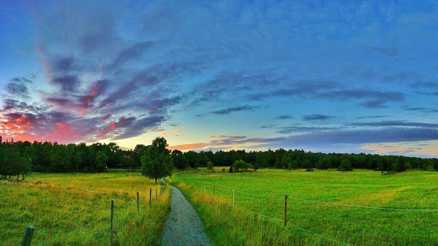 Swedish Summer