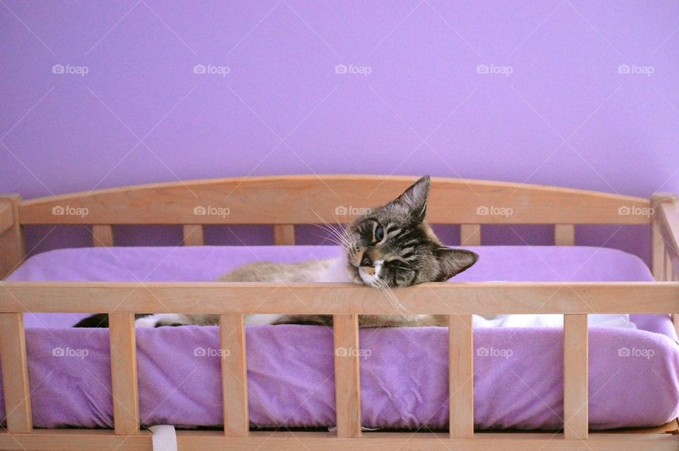 Cat in a baby changing table