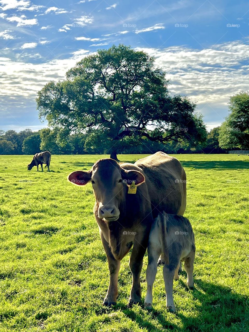 Mother cow feeding her calf in a pasture. 