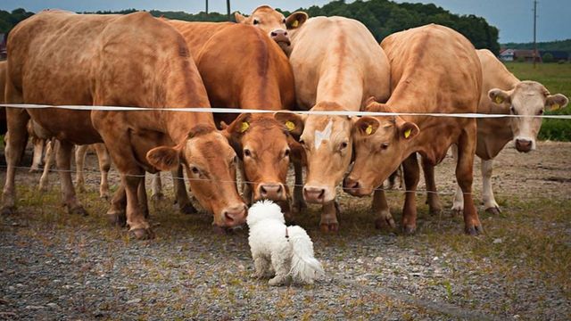Curiosity
