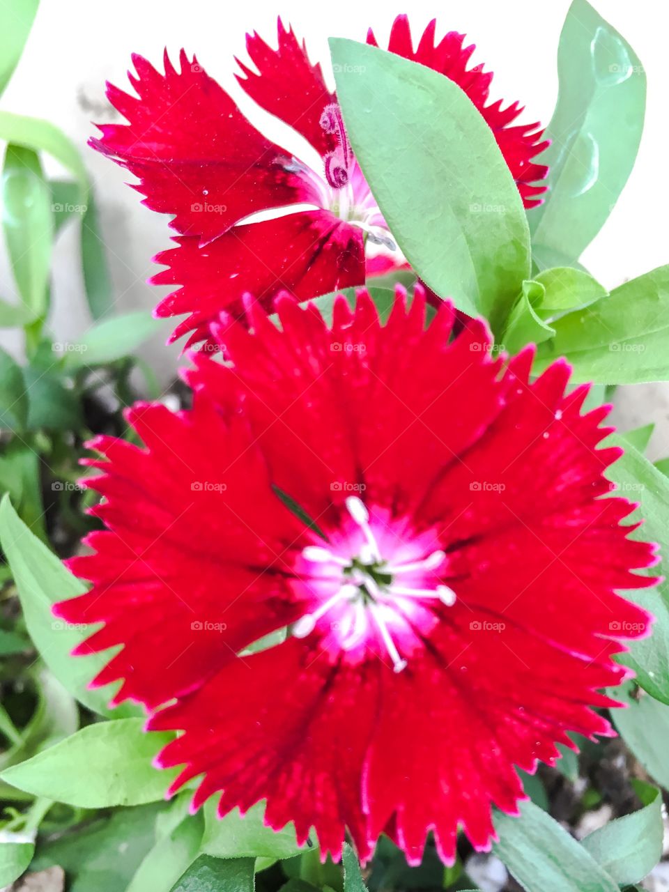 Red flower