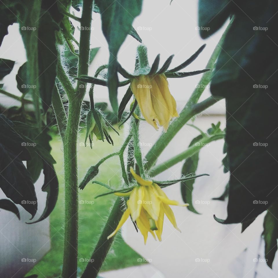 tomatoes blooming on the patio