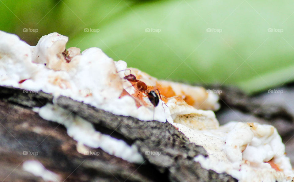 Close-up of ant on tree trunk