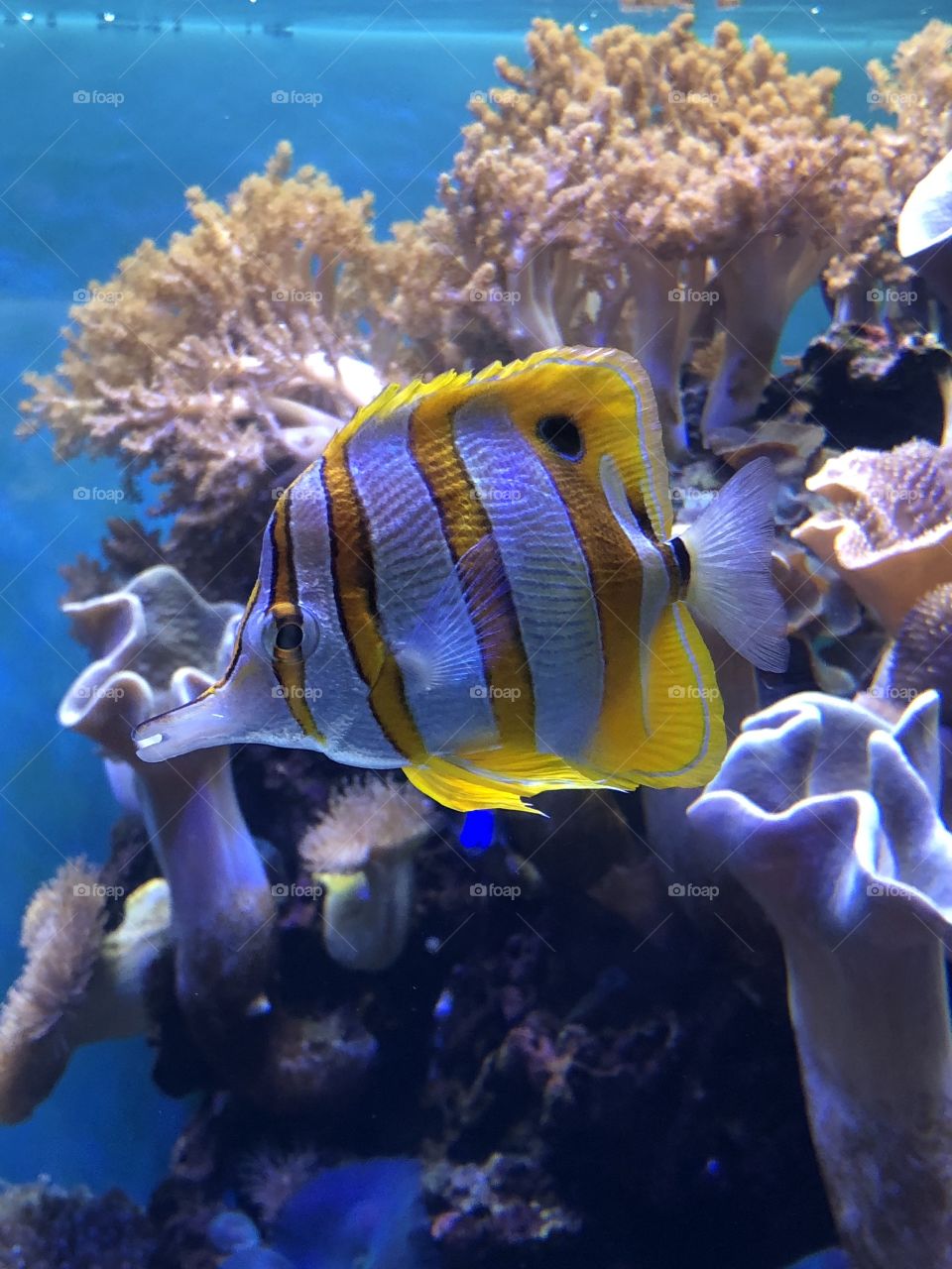 Honolulu Aquarium