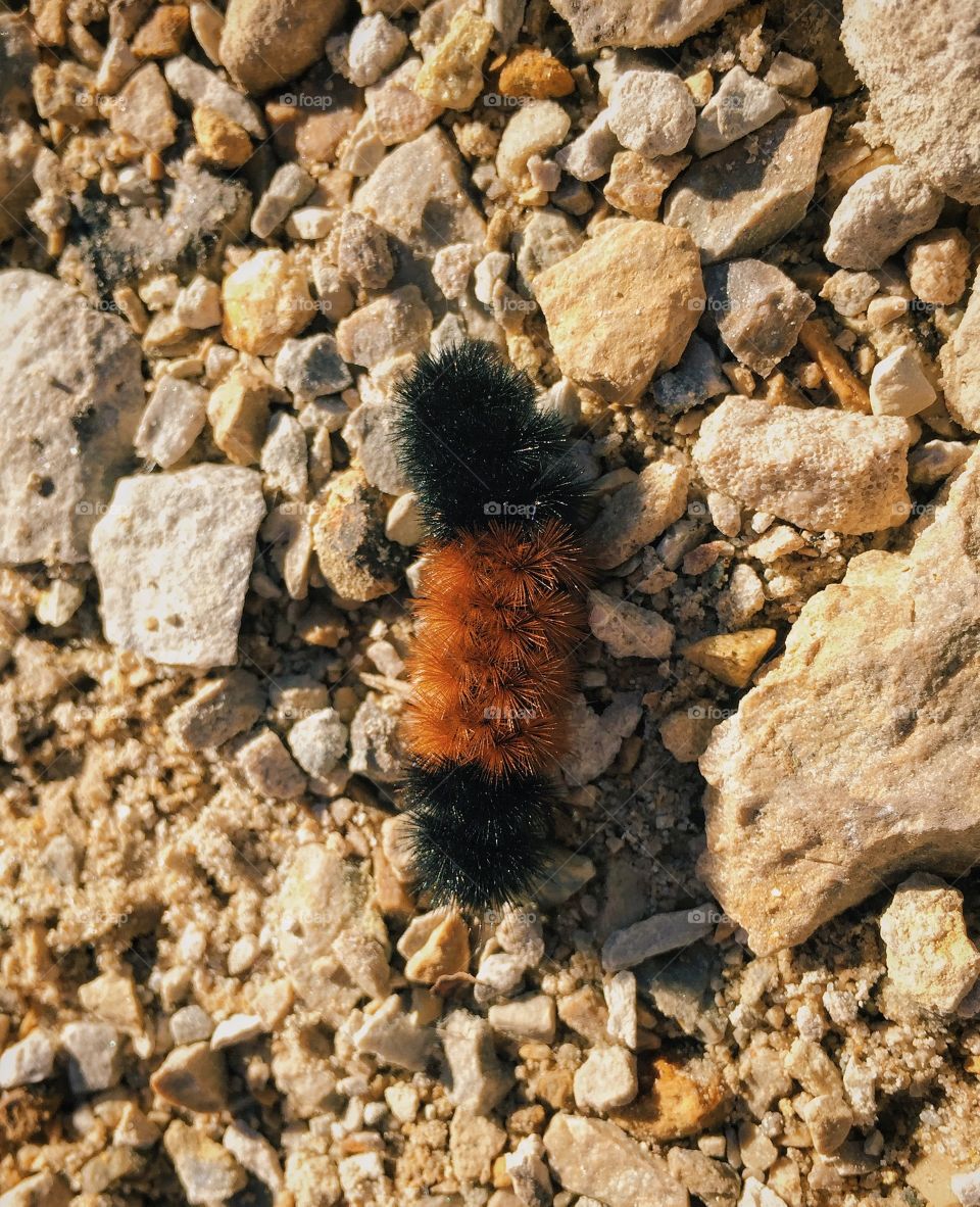 Wooly bear caterpillar crossing trail