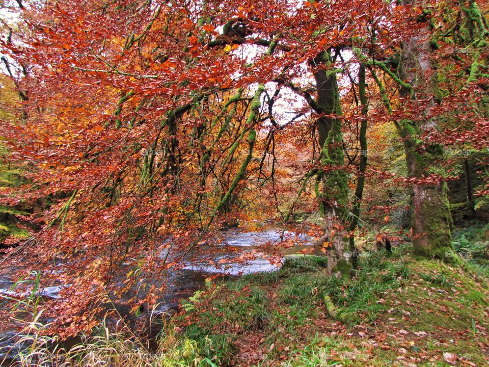 View of autumn trees