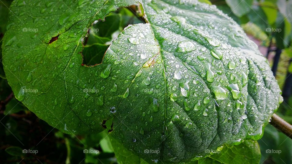 backyard Greenleaf moist Dew Drop close up detailed vein