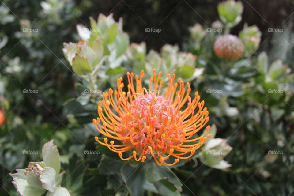 Flowering orange