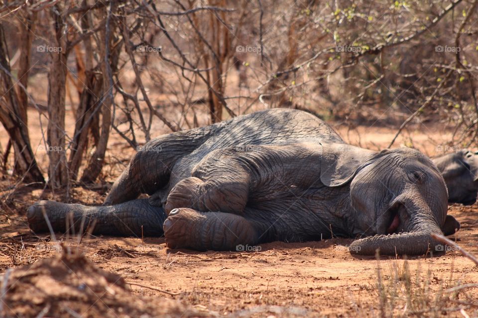 Sleeping bany elephant in kruger national park
