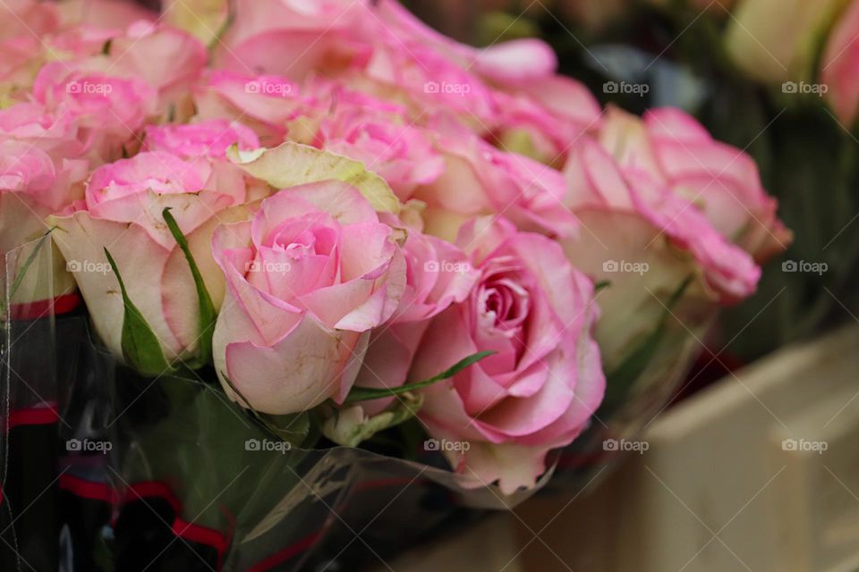 Pink roses