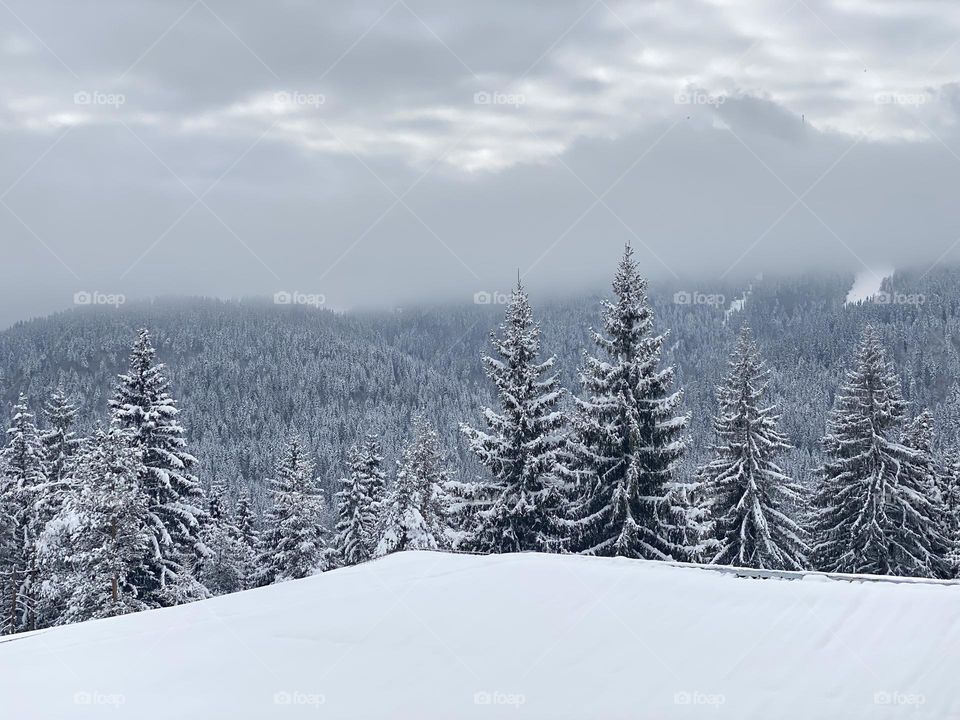 Winter in  Rhodope Mountain. Bulgaria
