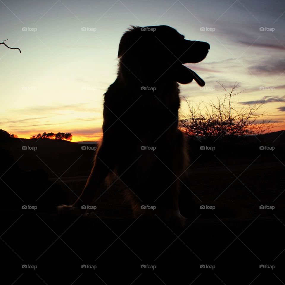 sunset and dog