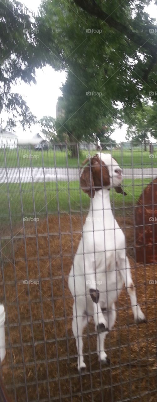 Farm goat.