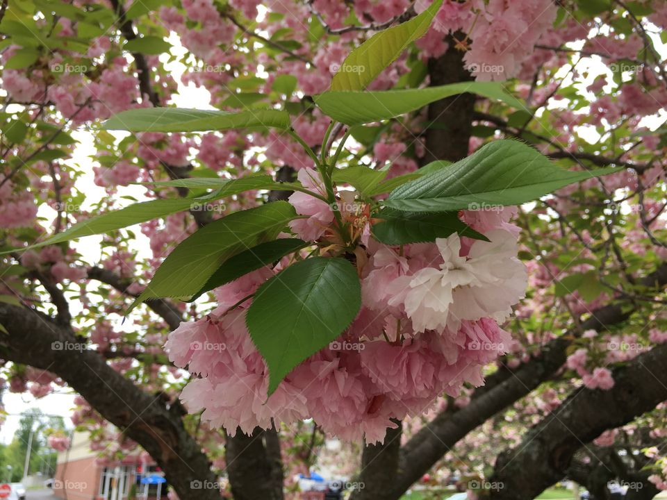 Japanese ornamental cherry