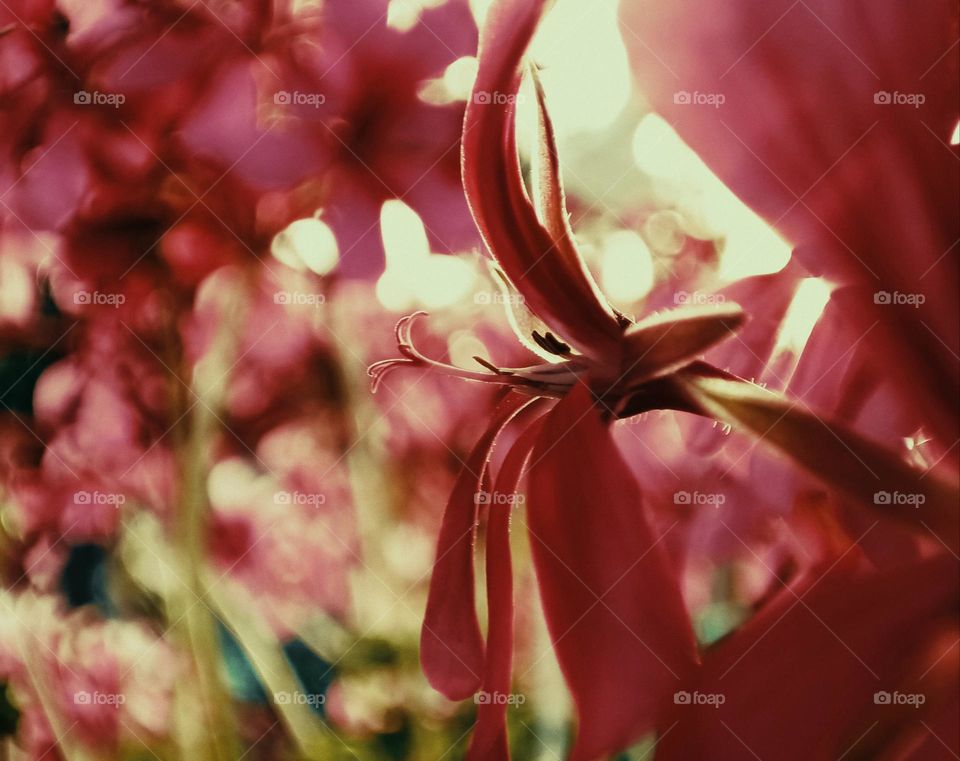 Close-up of a pink coloured geranium blossom