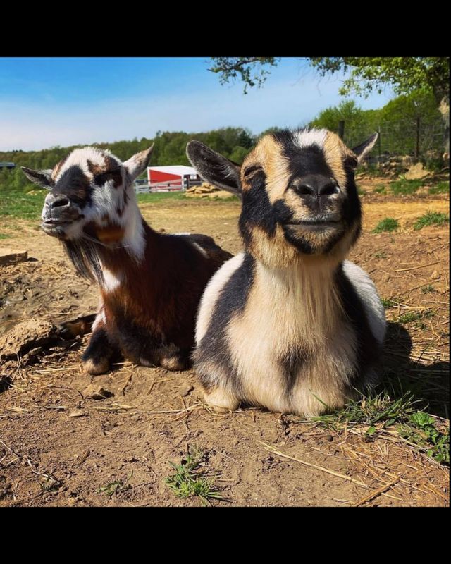 Two buds hanging out in the summer