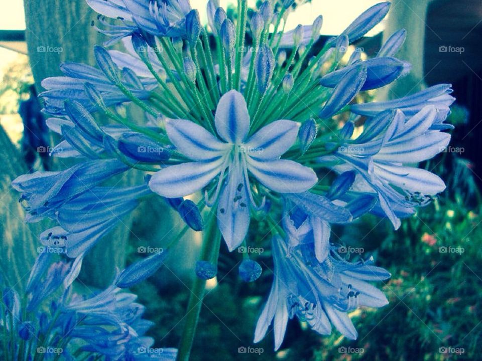 Blue flowers