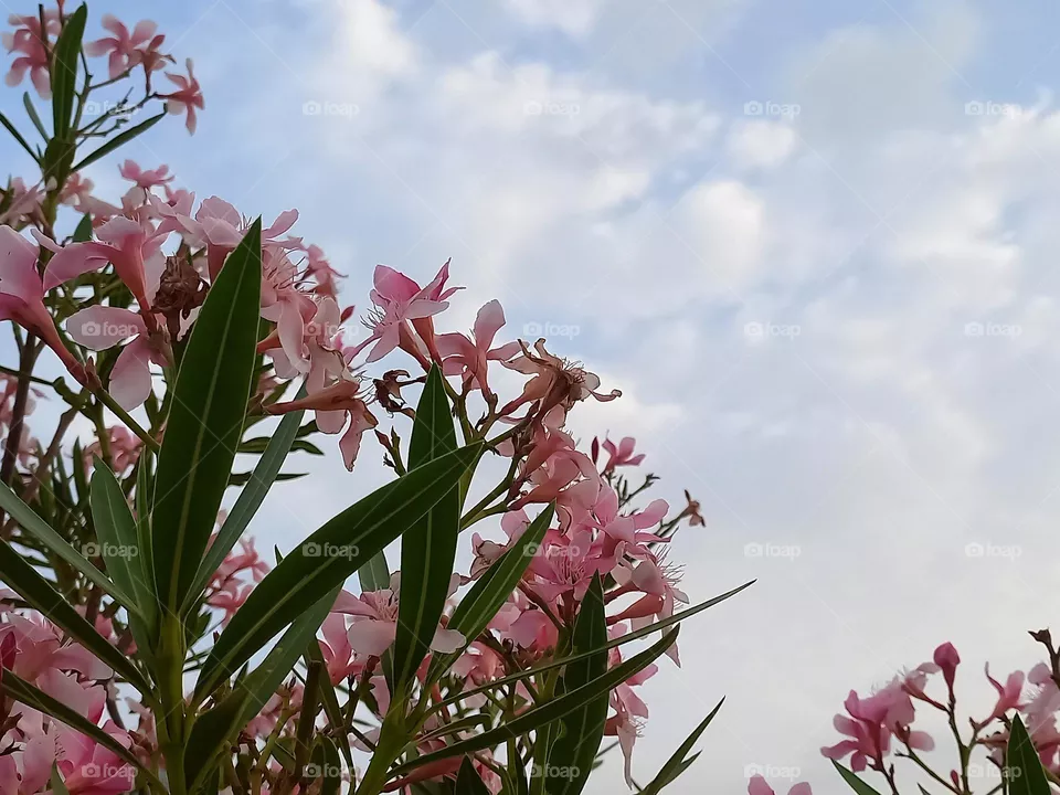 lovely flowers