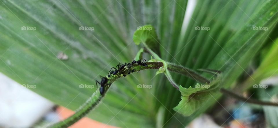 The meeting of the ants