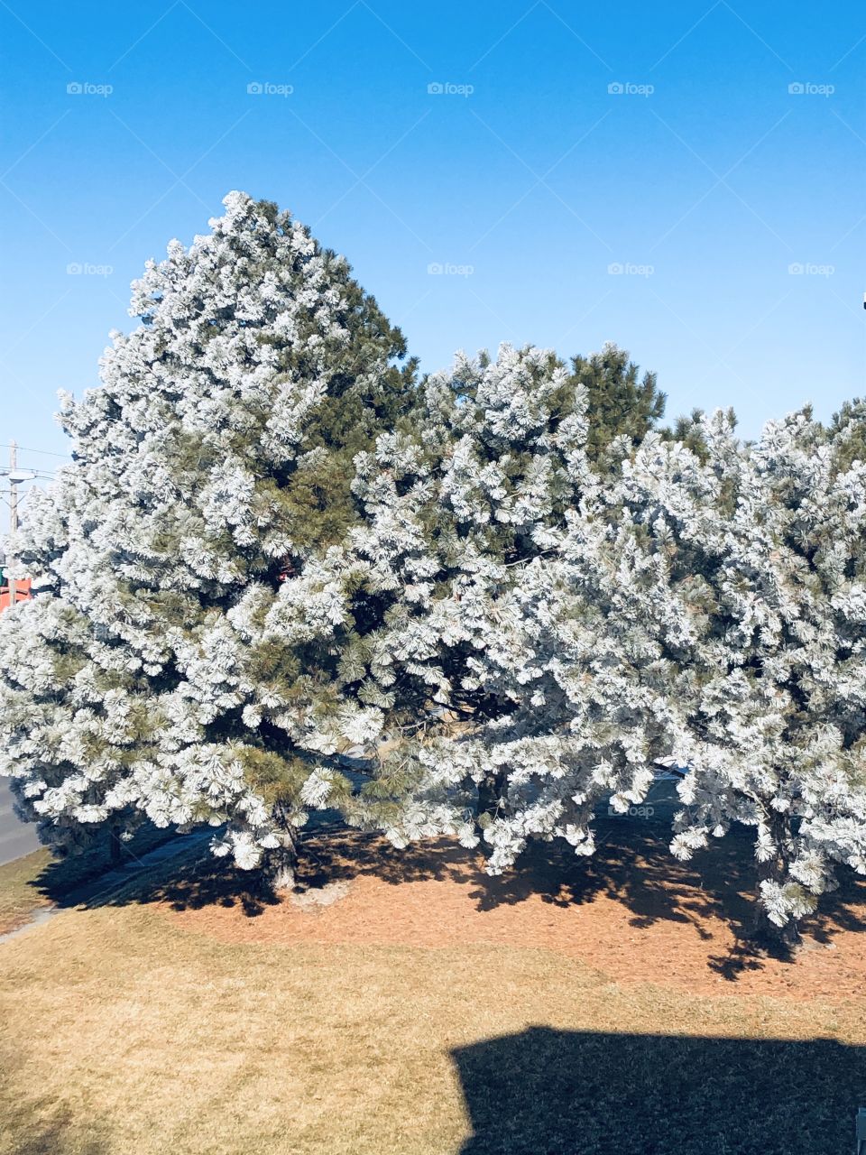 Frozen pines 