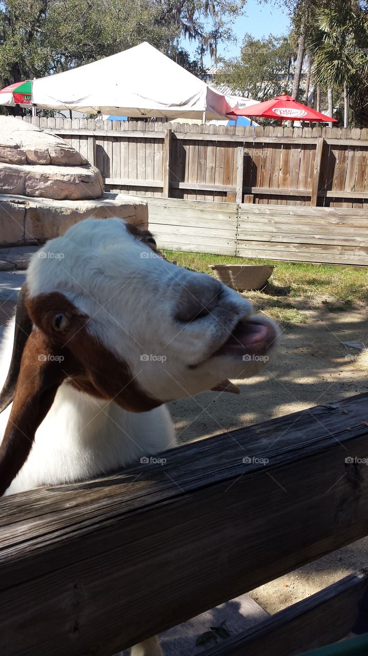 goat. met this guy at the zoo