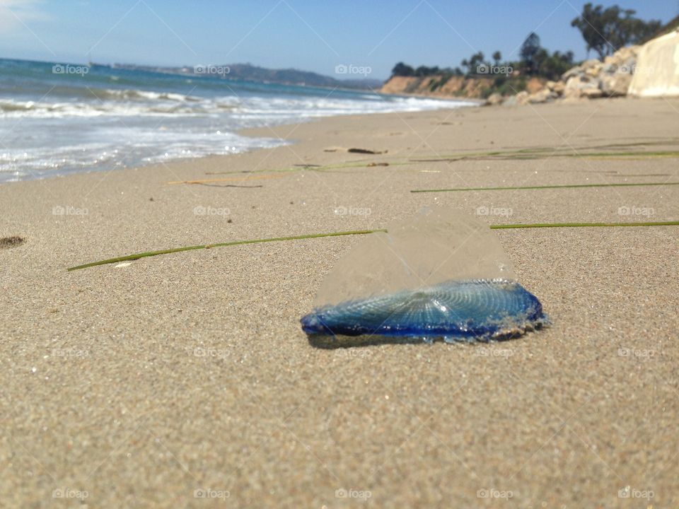 California Jellyfish 