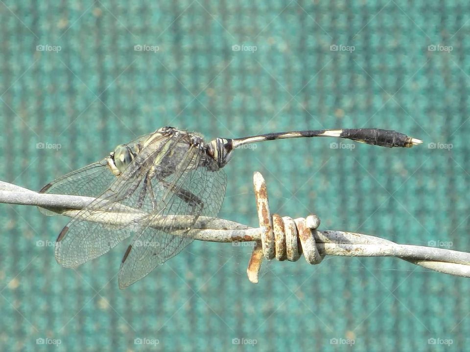 Dragonfly 3