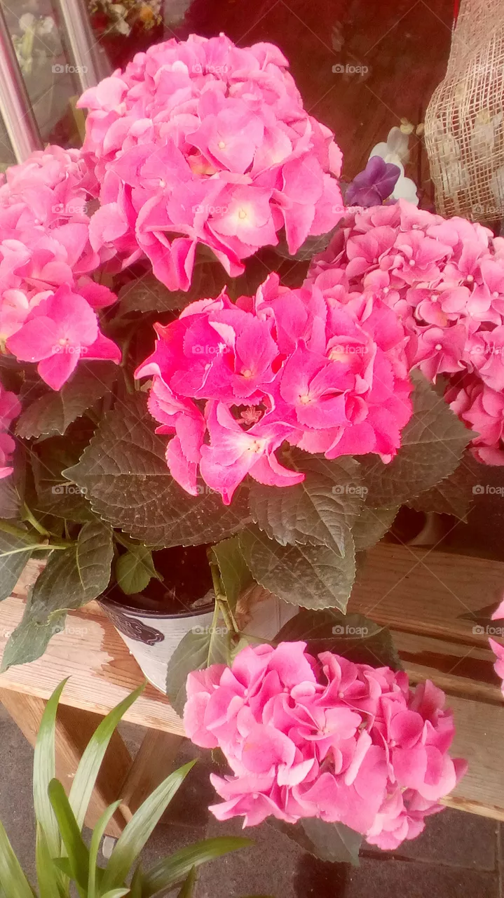 Pink beautiful flower in houseplant