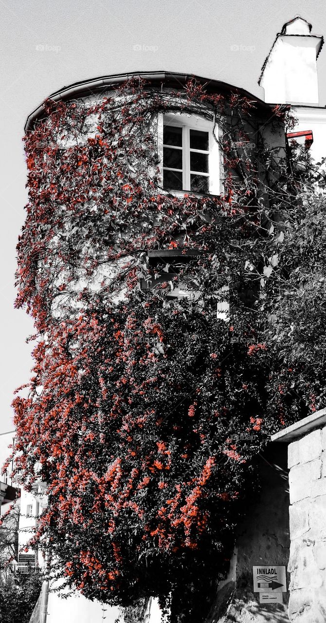 Vine covered tower in carmine