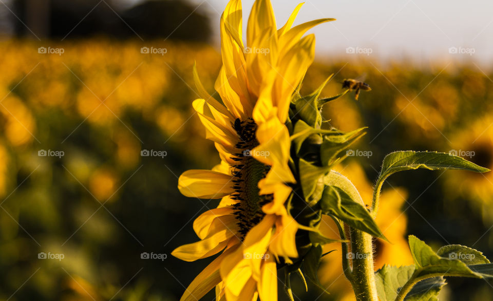 Vista lateral de girassol com abelha voando próxima