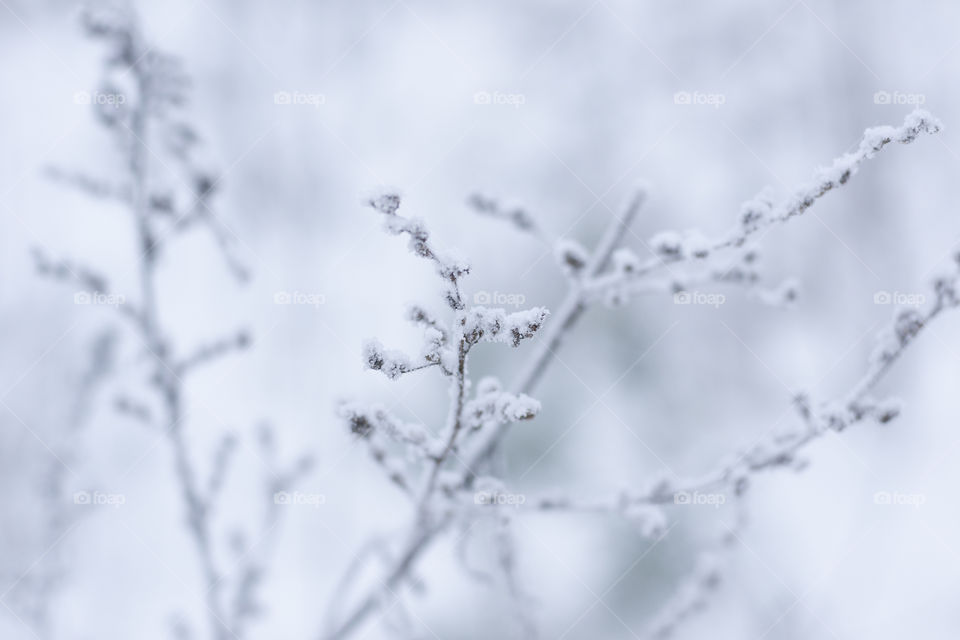 Frozen branch 