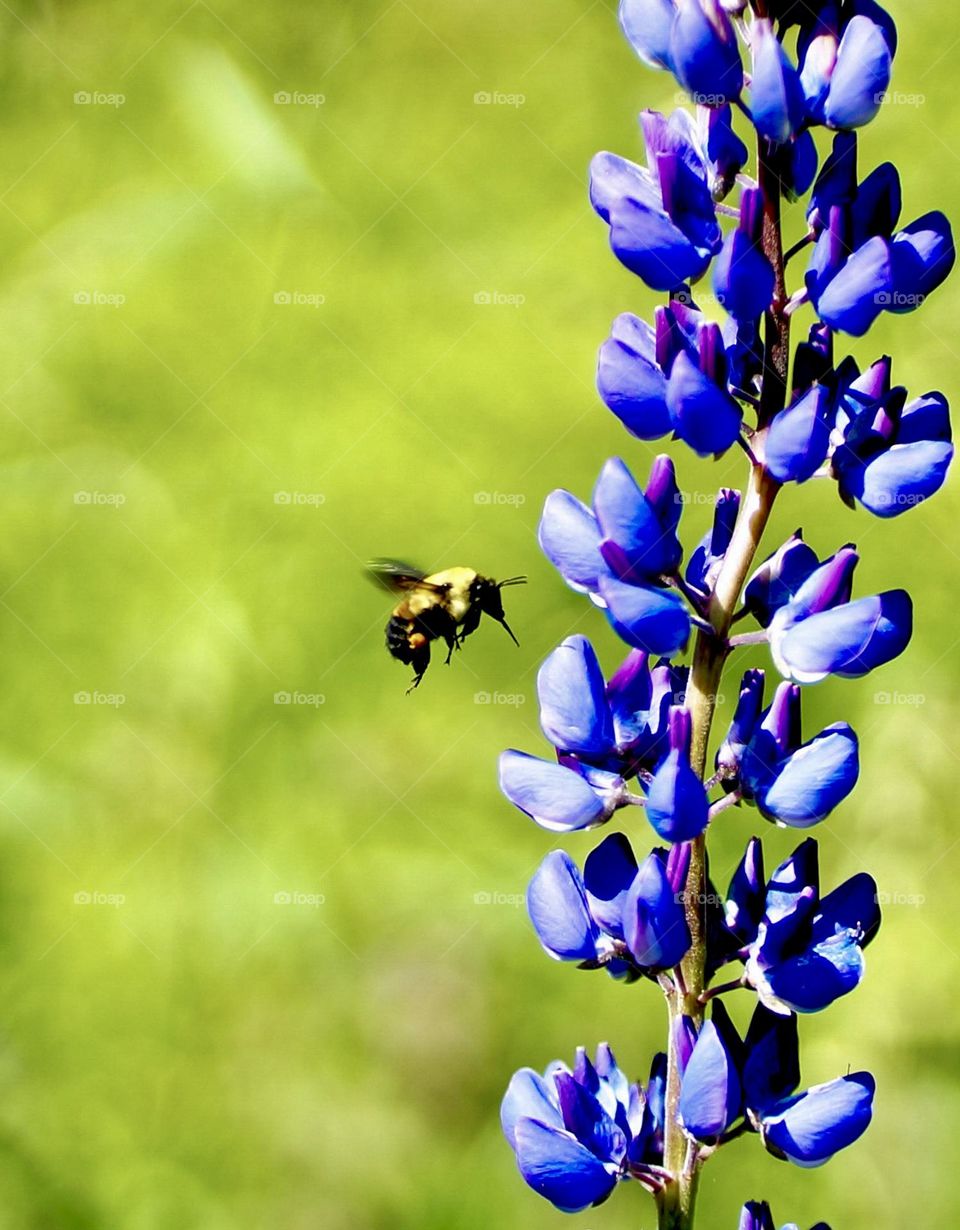 A common eastern bumblebee approaches a purple lupin flower.