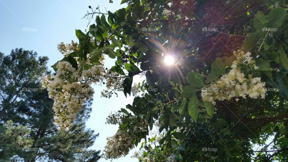 The sun peaking through a white crepe myrtle as the wind blew gently.
