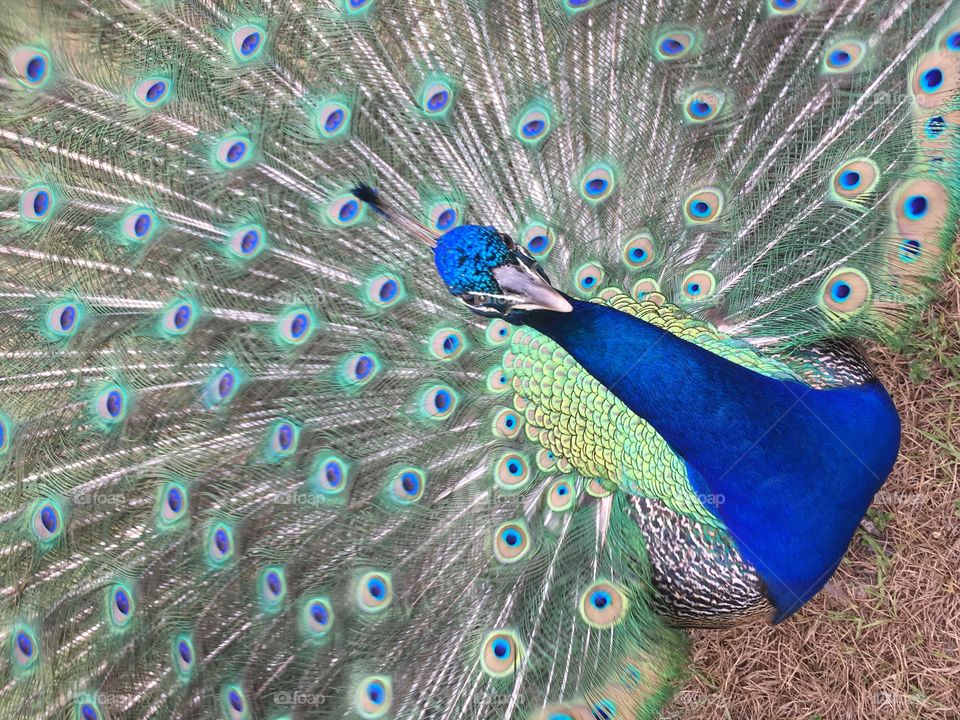 Wild beautiful peacock in Florida with plume open