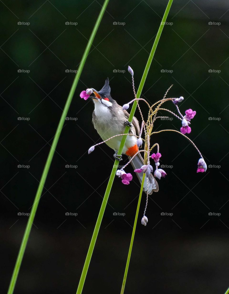 Red-whiskered bulbul