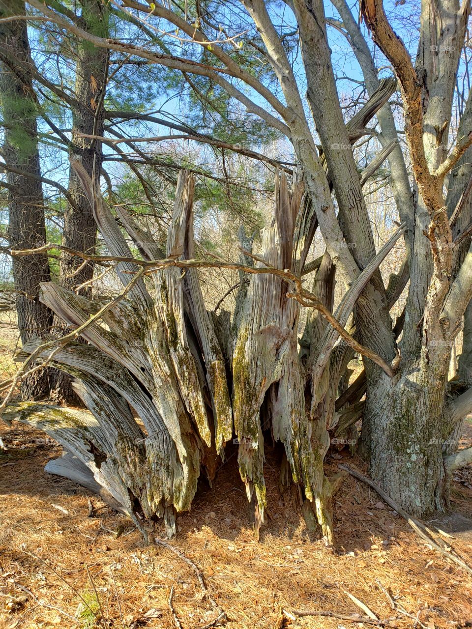 row of old tree root stumps