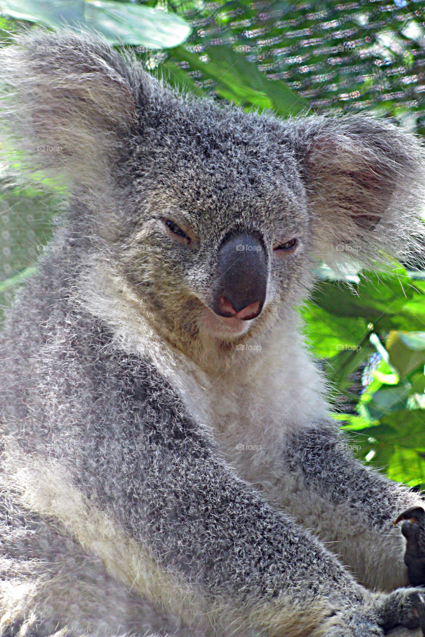 Koala bear 