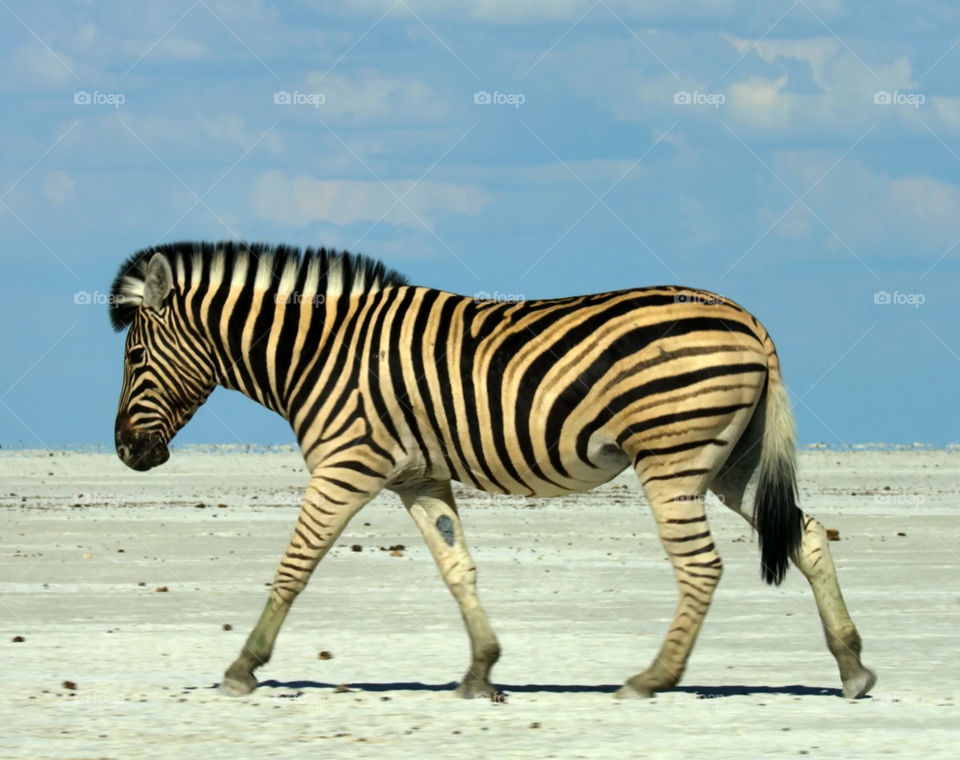 Zebra nella savana
