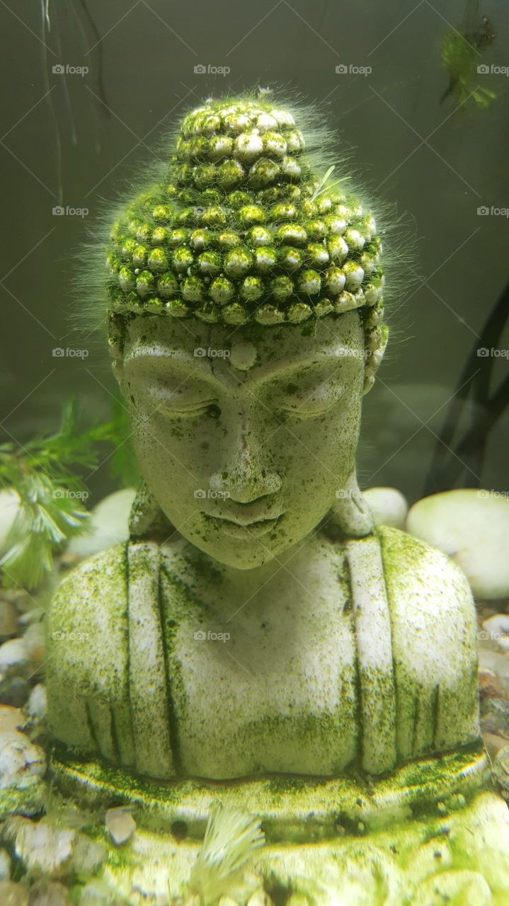 Buddha in green