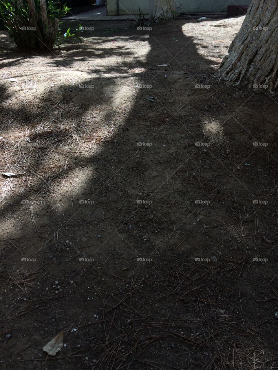 Tree shadows 3