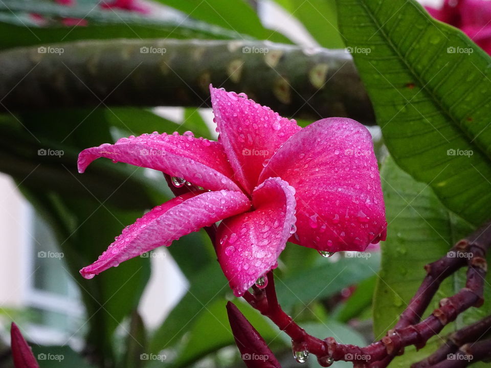 Plumeria ruba (red). ดอกลีลาวดียามเช้าหลังฝนตก