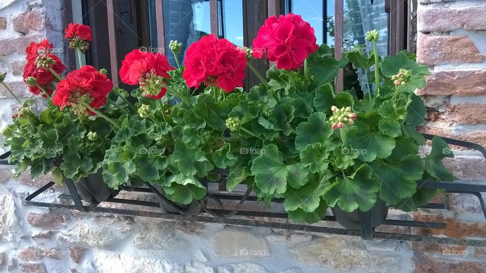 Geraniums out of the window.