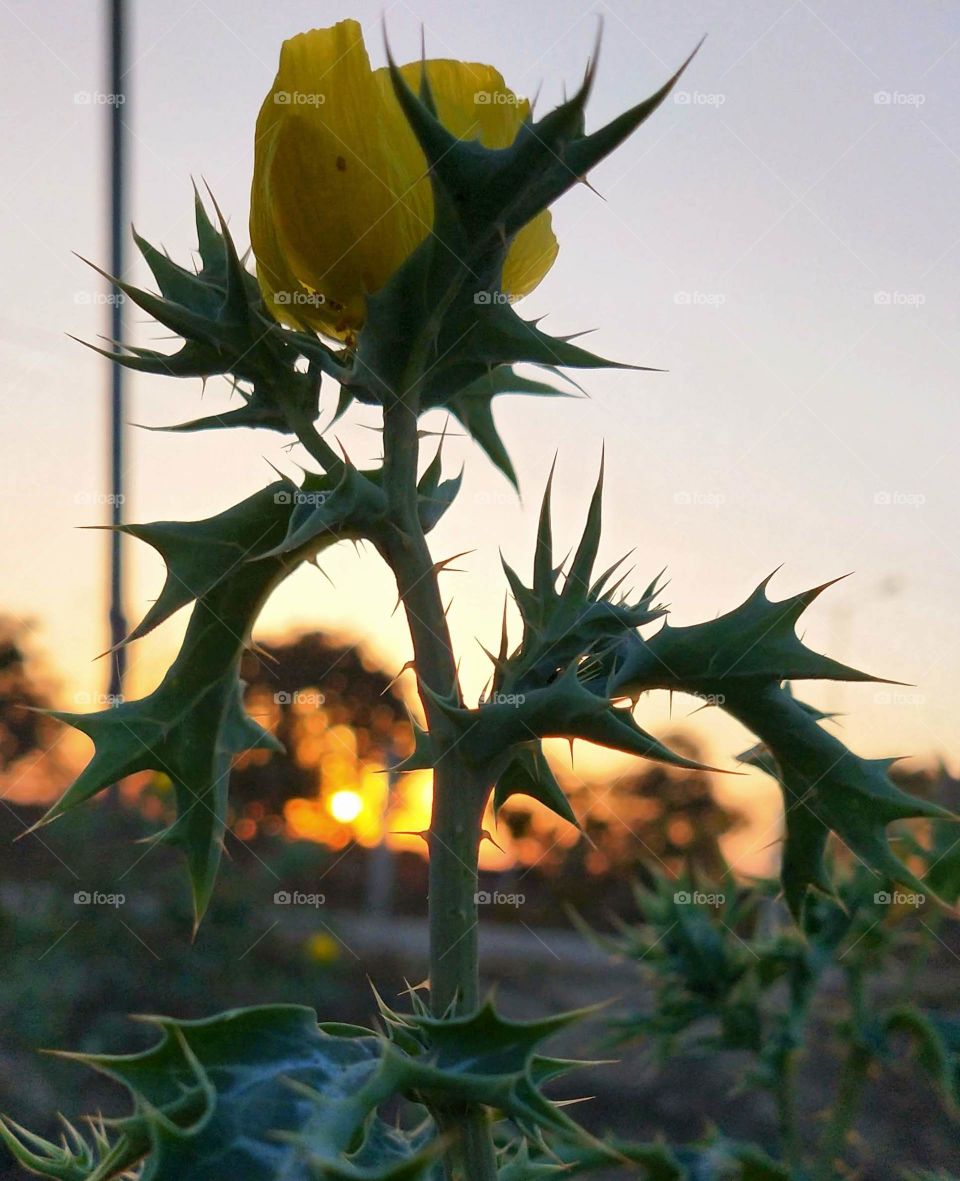 Captured this portrait of a plant while I was enjoying the golden hour in the evening time.ππΈπ This is one of my favourite phone photography shots.β¨π