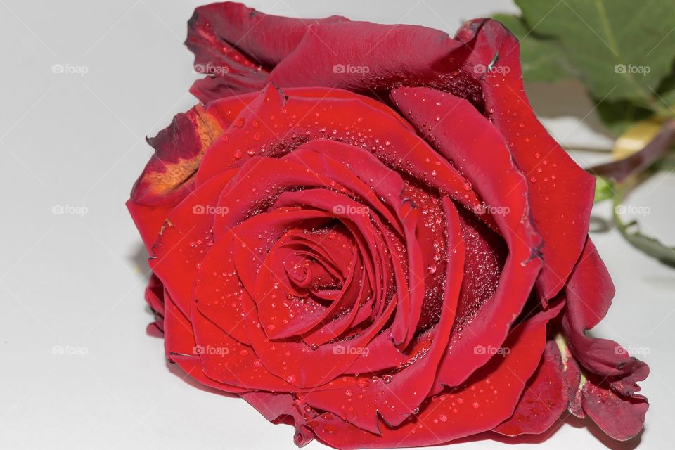 Beautiful red rose with water drops