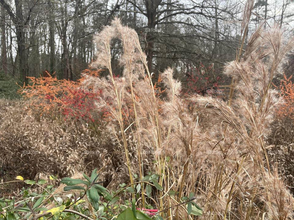 Clemson botanical gardens 